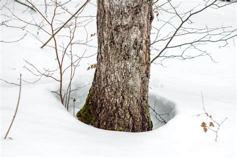 Hole In The Snow Around Trees Stock Image Image Of Nature Snow