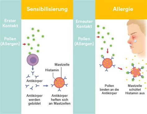 Allergien im Überblick Symptome Tests Behandlung kiweno