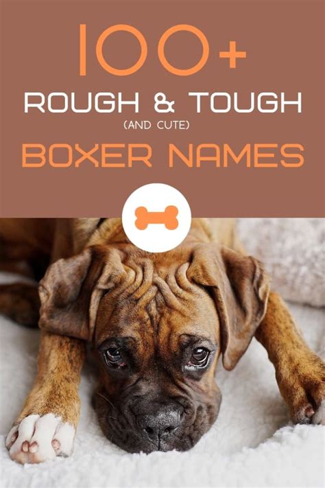 47 Best Boxer Dog Names Pic Bleumoonproductions