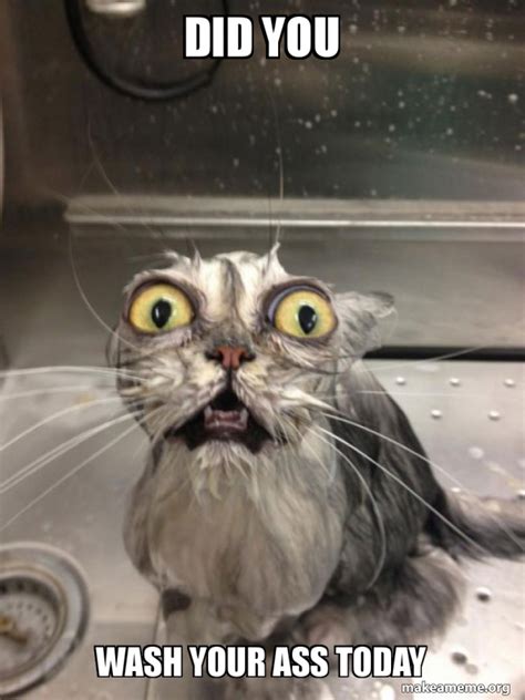 did you wash your ass today cat bath meme generator