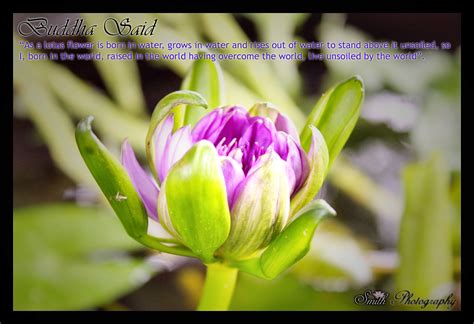 The white lotus flower symbolizes purity. Lotus Flower Buddha Quotes. QuotesGram