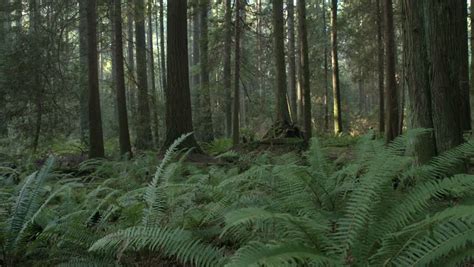 Pacific Northwest Forest Fern Dolly Shot A Camera Dolly Shot Along