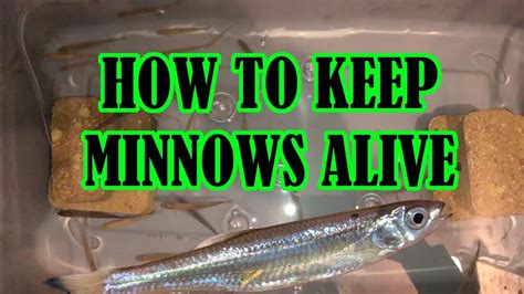 How To Keep Minnows Alive Diy Bait Tank Build Youtube