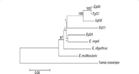 Inferred Relationships Between Species And Genotypes Of Echinococcus Download Scientific