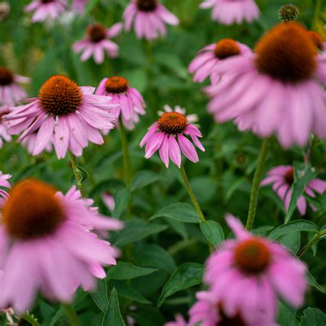 Five Native Perennials That Thrive In Medium Or Average Soil Conditions