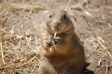 Eating Prairie Dog Free Photo Download Freeimages