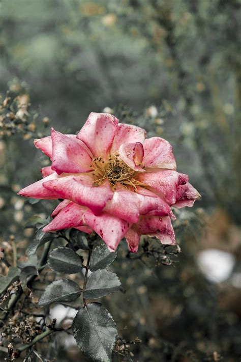 Rose Blume Kraut Pinke Kostenloses Foto Auf Pixabay Pixabay