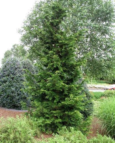 Slender Hinoki Cypress Chamaecyparis Obtusa Gracilis Gallon