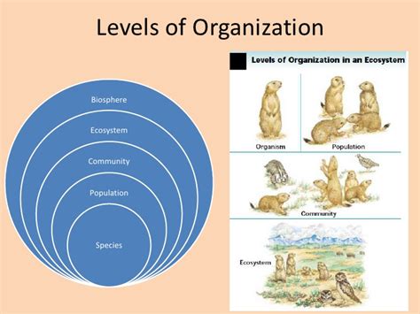 Levels And Organization Lessons Tes Teach