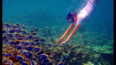 Experience Snorkeling While Traveling Maldives Snorkeling