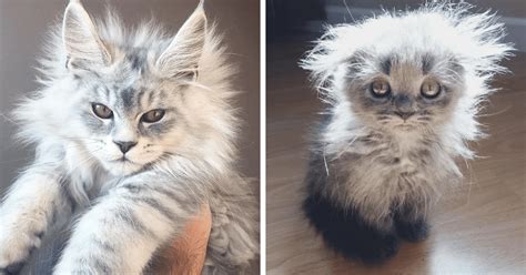 Maine coon cats are also known as the american long hair. 10+ Of The Cutest Maine Coon Kittens That Are Actually ...