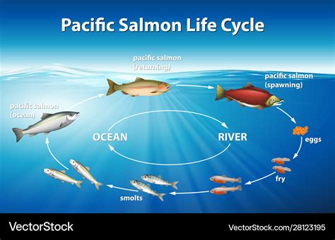 Diagram Showing Pacific Salmon Life Cycle Vector Image