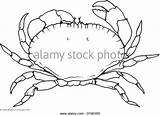 Crab King Getdrawings Drawing sketch template