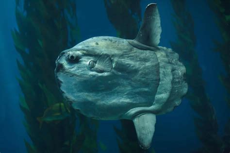 Biggest Ocean Sunfish