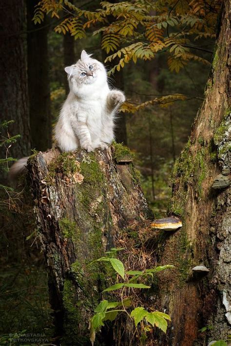Pin By Levonda 2 On ~the Enchanted Forest~ Cats Pretty Cats
