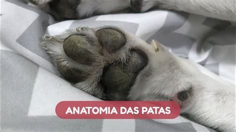 Anatomia E Curiosidades Sobre As Patas Dos Cães Youtube