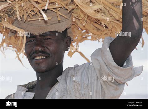 Farmer Carrying Heavy Head Load Of Maize Stalks Konso Ethiopia Stock