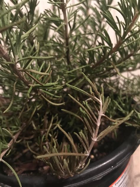 Rosemary Leaves Turning Black How Can I Save Her Rgardening