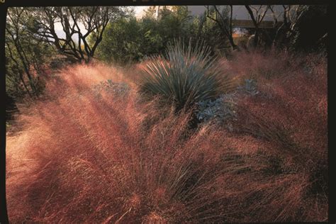 Water Wise Plants That Go Way Beyond Succulents Sunset Magazine Small