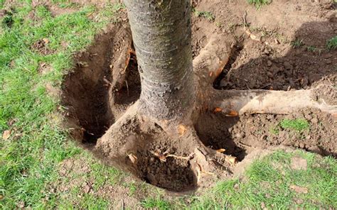 Understanding Tree Roots Above Ground Causes And Solutions