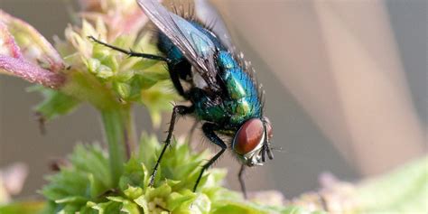 Types Of Flies In The Uk Pest Defence