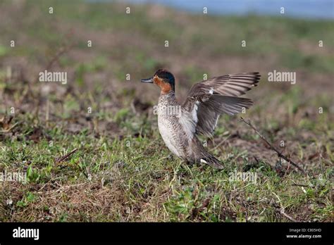 Common Teal Anas Crecca Adult Male In Eclipse Plumage Wing Flapping