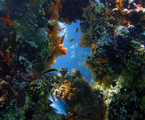 Marsa Alam Coral Reef Sambo Sea Trips