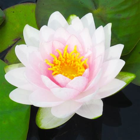 The pot needs to be wider than it is deep. Hollandia | Pink Pond Water Lily | The Pond Guy