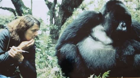 Dian Fossey The Woman Who Lived With Gorillas BBC News