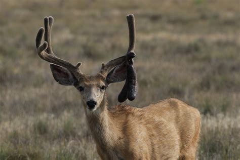 Mule Deer Buck In Velvet With Broken Antler Blood Continue Flickr