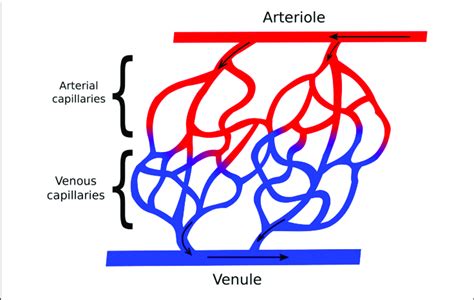 Comparing Arteries Veins And Capillaries