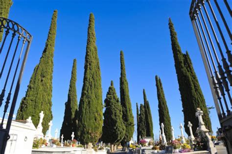 ¿por Qué El Ciprés Es El árbol Que Se Emplea En La Mayoría De Los