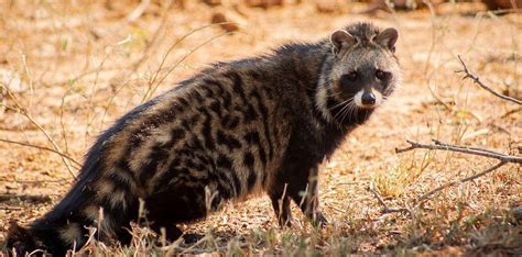 10 Most Fascinating South African Animals