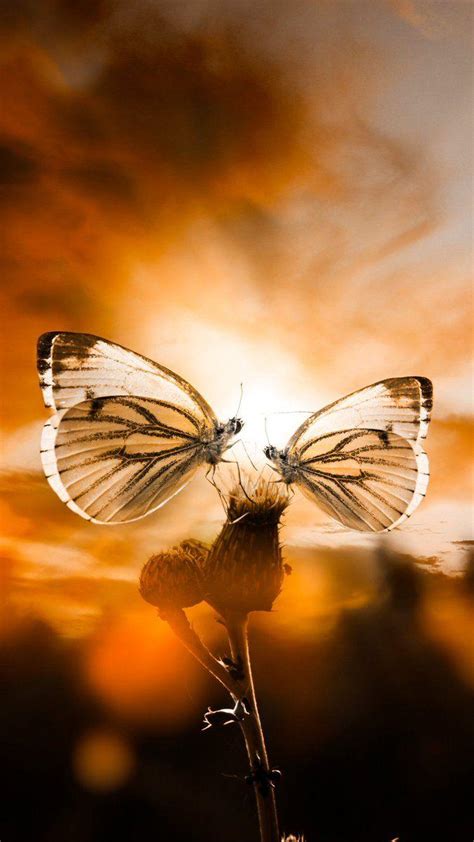 Butterfly Sunset Wallpapers Top Free Butterfly Sunset Backgrounds