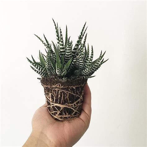 Zebra cactus (haworthia attenuata), also called zebra plants, are succulents with a shape similar to that of aloe plants. What is a Zebra Plant— Haworthia Fasciata | Zebra plant ...