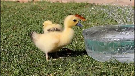 Baby Ducks Ducklings Cute Animal Pets Youtube
