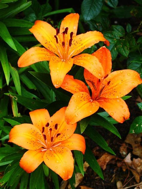 Tiger Lillies My Favorite Flower Ever The Prettiest Hints Why Its