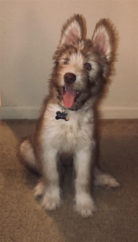 Husky Irish Wolfhound Mix