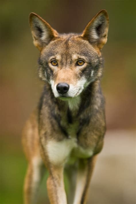 Red Wolf At Point Defiance Zoo And Aquarium Red Wolves At Flickr