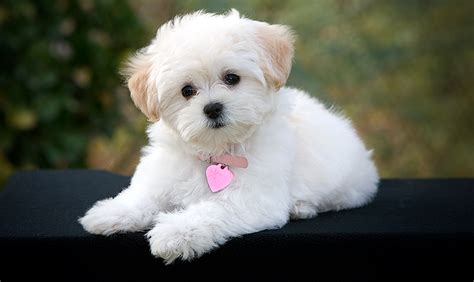 The Best Small Dog Breeds All About Dogs