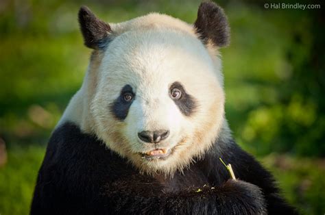 Four Giant Panda Facts Travel 4 Wildlife