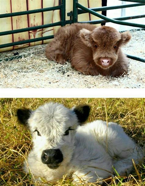 Mini Cows Mini Cows Pets Cow