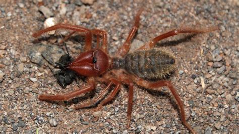 Camel Spiders Murderous Speed Demons Of The Desert Howstuffworks