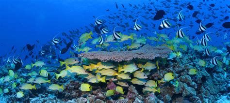 Ocean Of Life Ocean Biodiversity Suffering At Hands Of