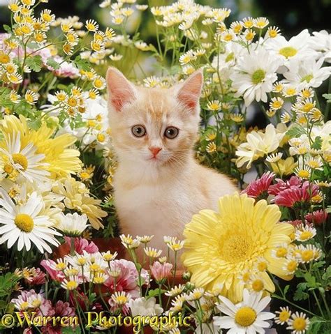 Cream Kitten Among Daisy And Chrysanthemum Flowers Kittens Cutest