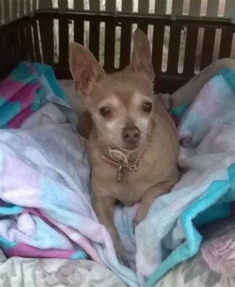 Please contact adoptions at adoptions@hssv.org with any questions. Riverside CA ID#1263687 I am a female Chihuahua - Smooth ...