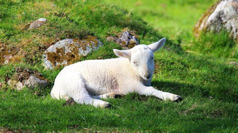 Hintergrundbilder Tiere Schafe