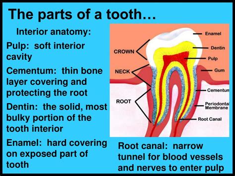 Ppt Teeth And Gums Powerpoint Presentation Free Download Id1411892