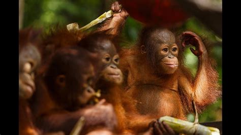 Orangutan Jungle School New Season Trailer Youtube