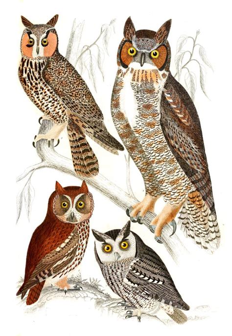 Various Owl Illustrations By Georges Cuvier 1839 Free Vintage